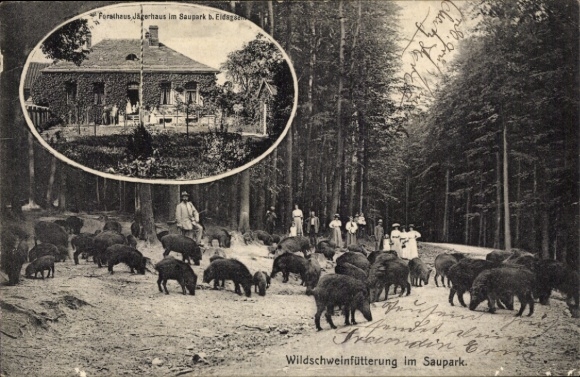 Postcard Eldagsen Springe Deister, forester's house, wild boars
