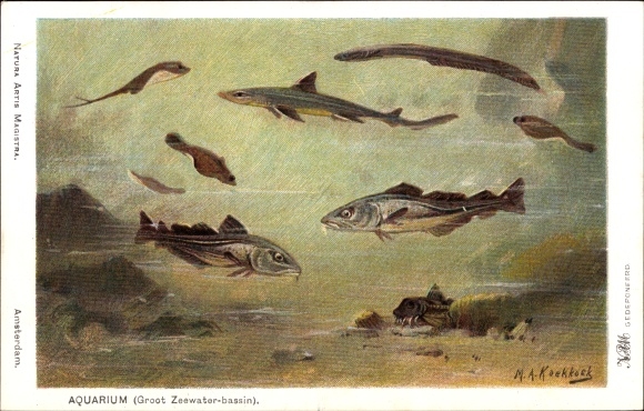 Artist Postcard Koekkoek, MA, Aquarium, Large Seawater Basin