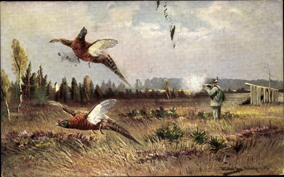 Artist Postcard Müller, jun., Feathered Game, Hunting Scene, Pheasants
