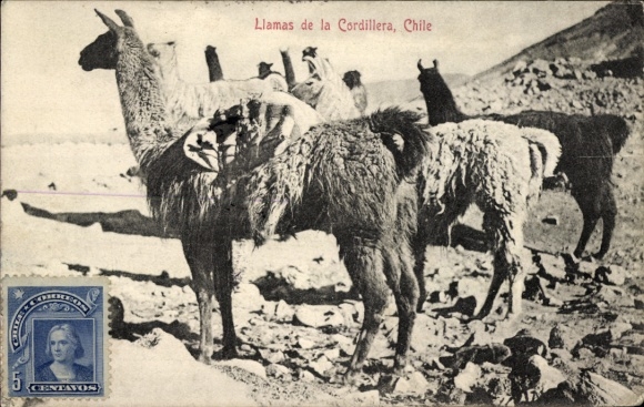 Postcard Chile, Llamas de la Cordillera