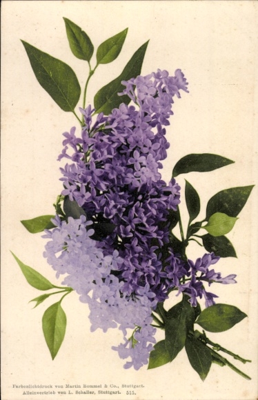 Postcard lilac, flowers, bouquet