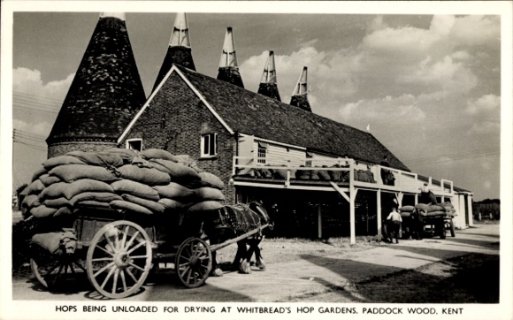 PC Paddock Wood Kent England, Hops being unloaded for drying