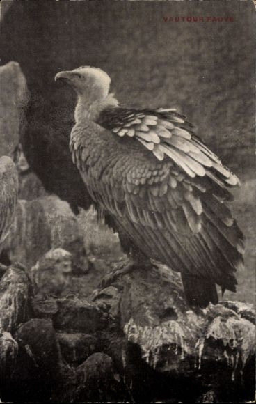 Postcard Anvers Antwerp Flanders, Zoo, Eagle