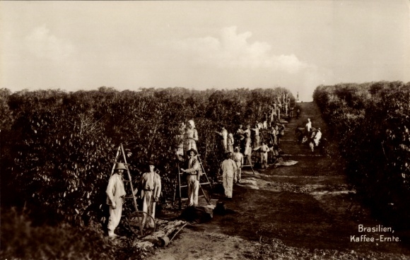 Postcard Brazil, Fazenda Guataparia, coffee harvest