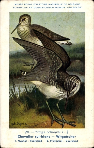 Kunstenaars Ansichtkaart Dupond, Hubert, Witte Gauthier