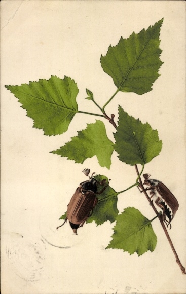Postcard Two cockchafers on a birch branch