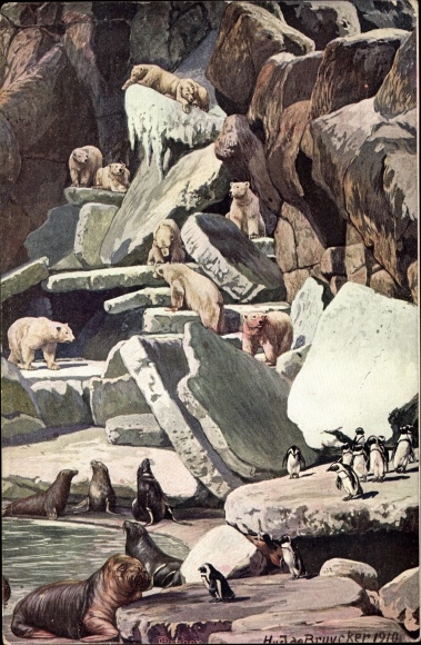 Artist Postcard de Bruycker, HvJ, Hamburg Eimsbüttel Stellingen, Carl Hagenbeck&#39;s zoo, walruses