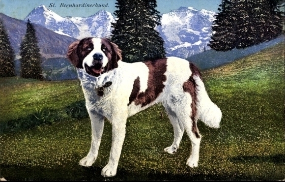Picture Saint Bernard dog, animal portrait, mountains in the background