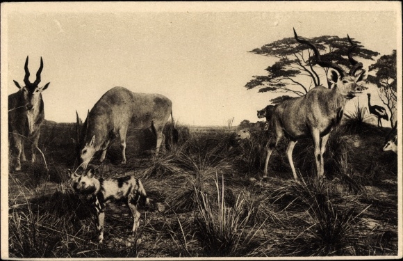 Postcard Landscape with Antelopes and Hyena, Galeries du Duc d&#39;Orleans