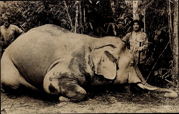 Foto Ak Singapur, Jäger mit erlegtem Elefanten, Elefantenjagd