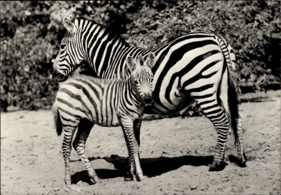 Ak Berlin Lichtenberg Friedrichsfelde, Tierpark Berlin, Böhm-Zebrastute mit Fohlen