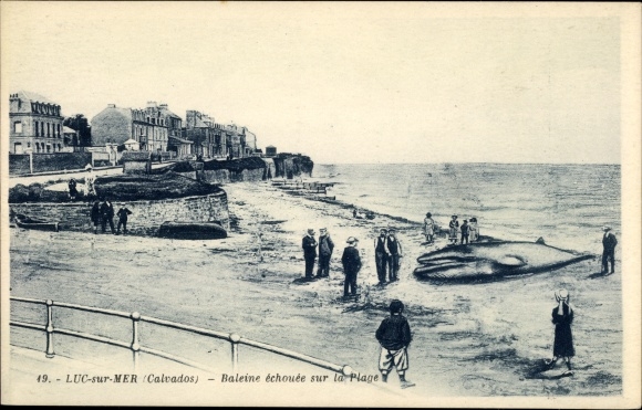 Postcard Luc sur Mer Calvados, Whale stranded on the Beach, gestrandeter Wal