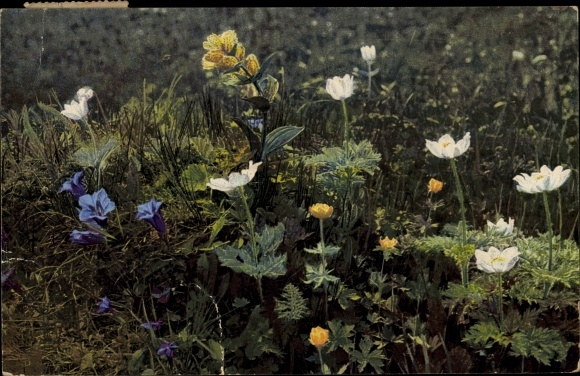 Postcard Nenke and Ostermaier 523 952, photochromia, gentiana, trollius, anemone, gentian, alpine flora