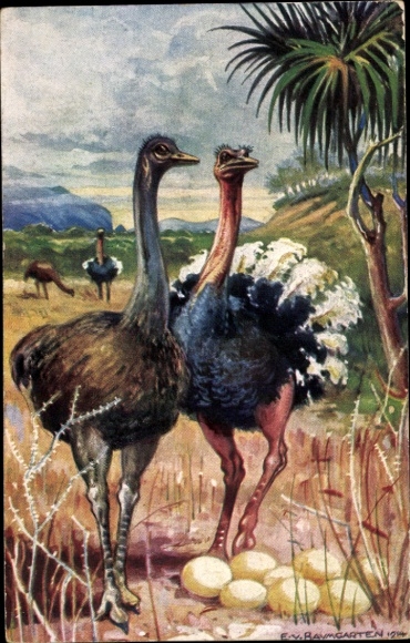 Artist Postcard Baumgarten, E. von, ostriches in South West Africa, ostrich eggs, German colonial areas
