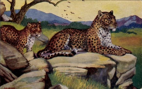 Artist Postcard Butler, B., Wild Animals, Leopards in the Steppe, Tuck No 3001
