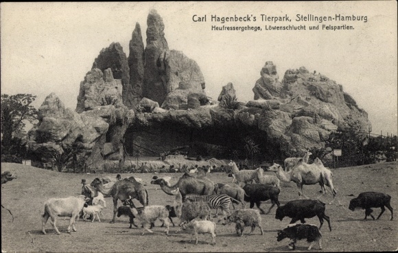 Postcard Hamburg Eimsbüttel Stellingen, Carl Hagenbeck's zoo, hay eater enclosure, lion gorge