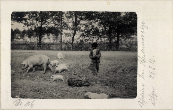 Photo Postcard Poland, pig, piglet