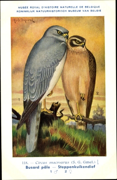 Artist Postcard Dupond, Hub., Circus macrourus, Steppenweihe