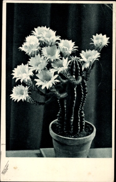 Postcard Flowering cacti in a flowerpot