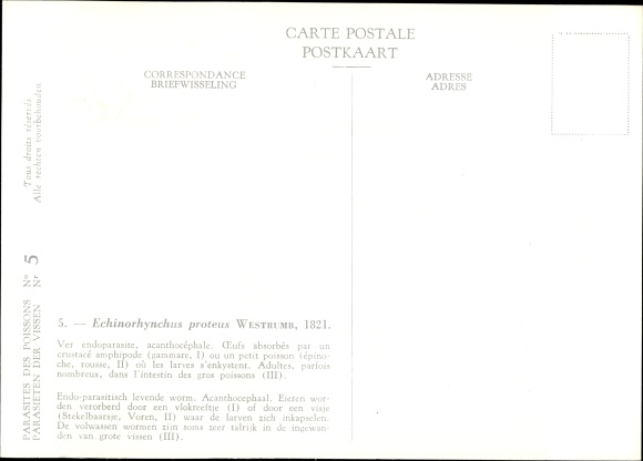 Artist Postcard Echinorhynchus proteus, Fischparasit, Royal Belgian Institute of Natural Sciences
