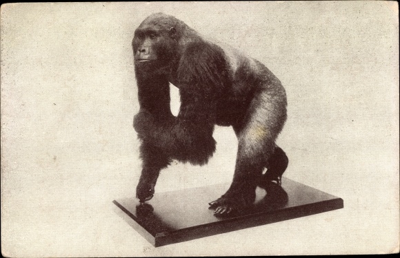 Postcard Chicago Illinois USA, Field Museum of Natural History, Gorilla