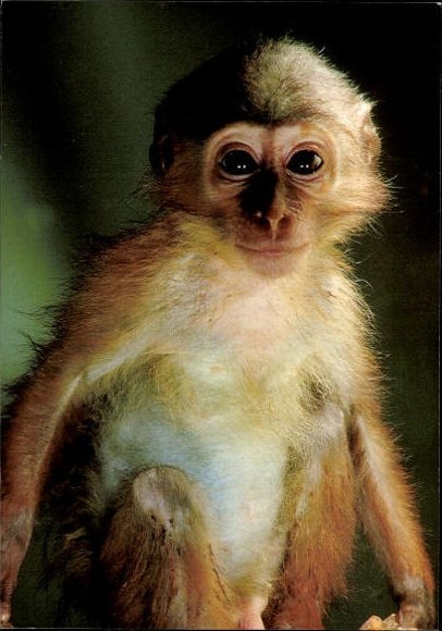 12 old Postcard monkeys, various views