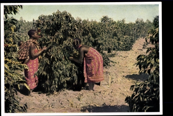 Collection picture robber state England, coffee picking in German East Africa, Tanzania