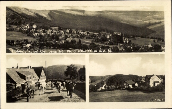 Ak Gehlberg Suhl in Thüringen, landschapsfoto, bergkuuroord koeien op de weg