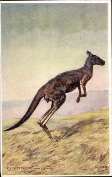 Artist PC Kangaroo, Kangoroo