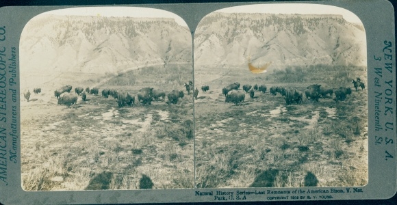 Stereofoto Wyoming USA, Yellowstone National Park, buffel