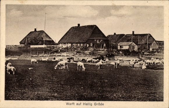Ak Hallig Gröde in Noord-Friesland, terp, schapen