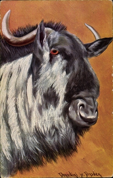 Artist PC Donadini, Antonio Ermenegildo, gnoe, buffel, kopstuk