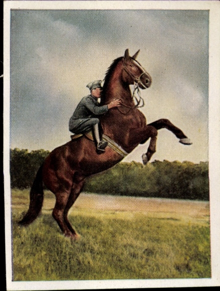 Sammelbild Auf deutscher Scholle, Hans v. d. Nordmark, Bild Nr. 89, Hohe Schule, Pferd, Reiter