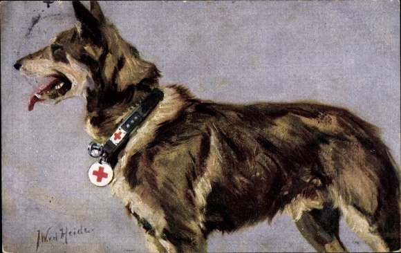 Kunstenaar Ak vd Heide, JW, medische hond, Duitse herder