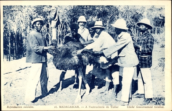 Postcard Tulear Madagascar, plucking ostrich feathers