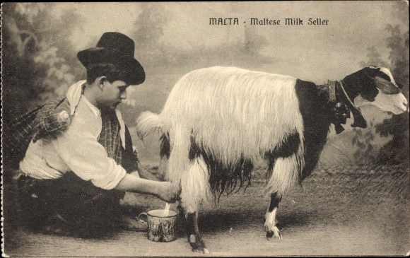 KP Macta Malta, maltański sprzedawca mleka, dojenie kóz