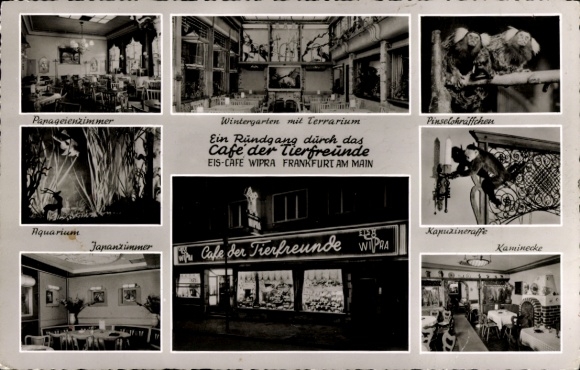 Postcard Frankfurt Main, Eiscafe Wipra, Cafe of Animal Lovers, Neue Kräme 27, Monkeys, Terrarium, Aquarium
