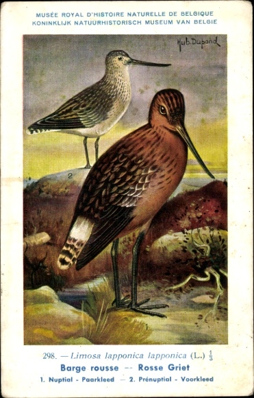 Kunstenaar Ak Dupond, Hub., Barge rousse, Rosse Griet Alk, nr. 298