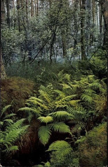 7 AK in the envelope, Medicinal Plants II. Series by Josef Ostermaier