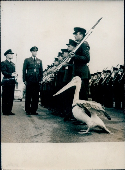 Photo British pilots, soldiers, pelican as mascot, Royal Air Force