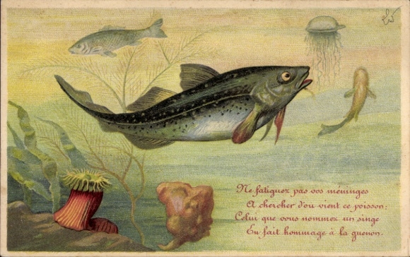 Postcard Wildlife in the water, fish, jellyfish