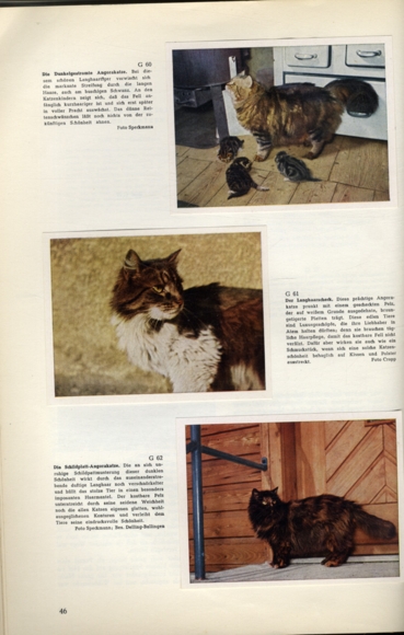 Beautiful cats collecting picture album of Austria Tabakwaren GmbH Munich 1955