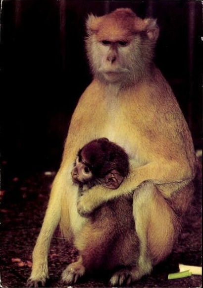 12 old Postcard monkeys, various views