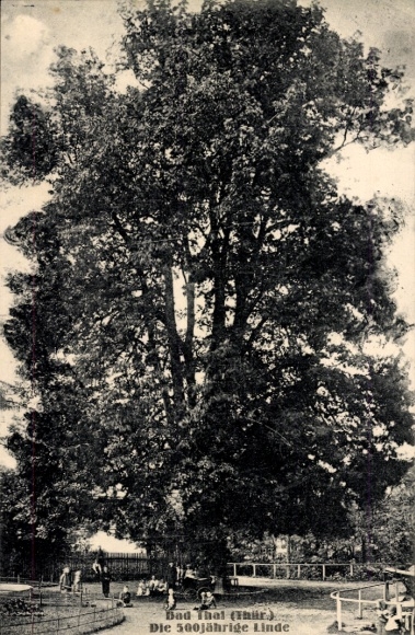 Postcard Bad Thal Ruhla in Thuringia, the 500-year-old linden tree