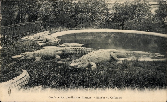 Postcard Paris, Jardin des Plantes, Bassin et Caimans