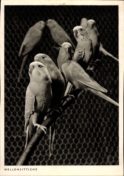 Postcard Animals, A group of budgies in an aviary