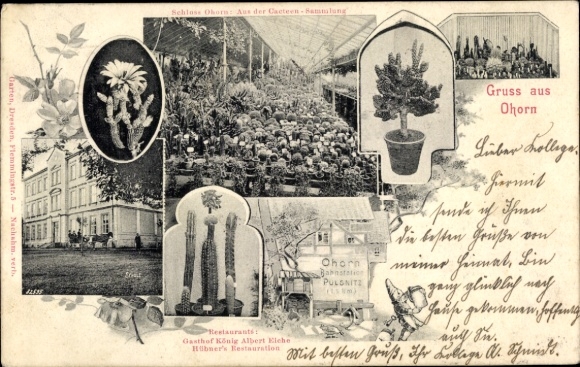 Postcard Ohorn in Saxony, castle, cactus collection, inn King Albert Oak, garden view