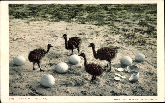 Postcard Ostrich, young ostriches, USA, Ostrich Farm, the latest