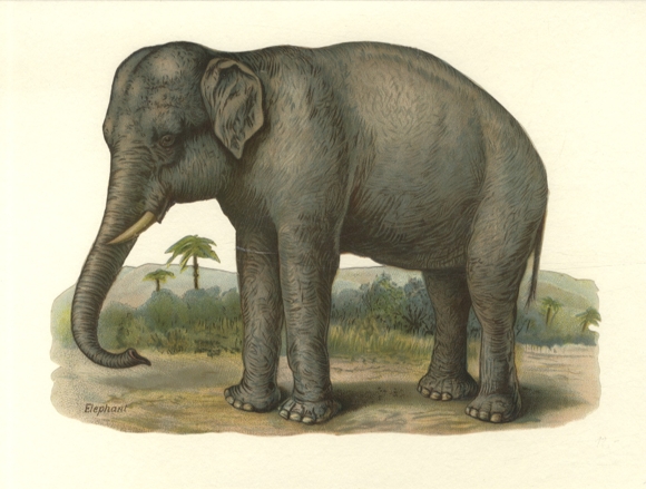 Oblate stehender Elefant, Größe ca. 17 x 24 cm