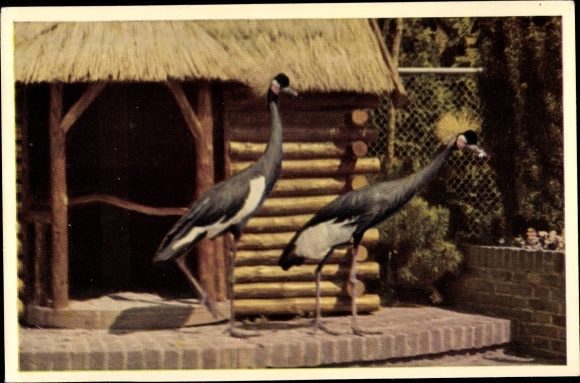 Postcard crowned cranes, birds